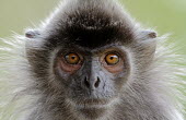 Portrait of a silvered leaf monkey monkey,monkeys,primate,primates,mammal,mammals,vertebrate,vertebrates,Asia,Asian,nose,snout,eyes,face,forest,close up,shallow focus,fur,portrait,Silvered leaf monkey,Trachypithecus cristatus,Old World