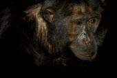 Portrait of a chimpanzee chimpanzee,chimpanzees,chimp,chimps,ape,great ape,apes,great apes,Africa,forest,forests,rainforest,hominidae,hominids,hominid,primate,primates,face,eyes,Pan troglodytes,Chimpanzee,Hominids,Hominidae,C