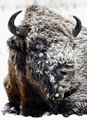 Face of a European bison covered in snow herbivores,herbivore,vertebrate,vertebrates,fur,mammal,mammals,terrestrial,bison,cattle,ungulate,bovine,snow,cold,winter,Poland,Europe,horns,horned,coat,frozen,face,European bison,Bison bonasus,Chorda