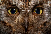 Close up of a common scops-owl staring at the camera bird,birds,birdlife,avian,aves,nocturne,Strigidae,Tytonidae,owl,owls,night time,bird of prey,birds of prey,predator,carnivore,hunter,eyes,looking at camera,Common scops-owl,Otus scops,True Owls,Owls,S