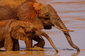 Adult and calf African elephant drinking from a muddy water hole tusk,tusks,watering hole,water hole,drink,drinking,muddy,mud,dirt,dirty,juvenile,mastodon,mastodons,mammoth,mammoths,elephant,elephants,trunk,trunks,herbivores,herbivore,vertebrate,mammal,mammals,terr