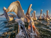 Dalmatian pelicans in a lake squabbling over food pelican,pelicans,bird,birds,birdlife,avian,aves,bill,seabird,sea bird,seabirds,sea birds,aquatic,aquatic birds,fishing,hunting,group,flock,action,water,splash,Dalmatian pelican,Pelecanus crispus,Chord