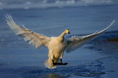 Swan landing on the shore of a lake swan,swans,Animalia,Chordata,Aves,Anseriformes,Anatidae,Cygnus,bird,birds,birdlife,avian,wings,feathers,bill,waterfowl,ponds,lakes,pond,lake,wing,wingspan,flight,flying,fly,in-flight,landing,motion,ac