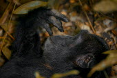 Close up of a chimpanzee lying on the ground chimpanzee,chimpanzees,chimp,chimps,ape,great ape,apes,great apes,Africa,forest,forests,rainforest,hominidae,hominids,hominid,primate,primates,hand,hands,fingers,Pan troglodytes,Chimpanzee,Hominids,Ho