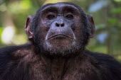 Portrait of a chimpanzee chimpanzee,chimpanzees,chimp,chimps,ape,great ape,apes,great apes,Africa,forest,forests,rainforest,hominidae,hominids,hominid,primate,primates,face,close up,shallow focus,Pan troglodytes,Chimpanzee,Ho