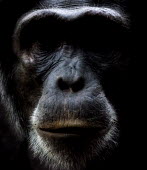 Face of a chimpanzee chimpanzee,chimpanzees,chimp,chimps,ape,great ape,apes,great apes,Africa,forest,forests,rainforest,hominidae,hominids,hominid,primate,primates,face,close up,shallow focus,Pan troglodytes,Chimpanzee,Ho