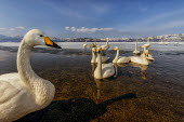 A bevy of swans on a partially frozen lake swan,swans,Animalia,Chordata,Aves,Anseriformes,Anatidae,Cygnus,bird,birds,birdlife,avian,wings,feathers,bill,waterfowl,ponds,lakes,pond,lake,group,flock,snow,ice,frozen,freezing,cold,close up,habitat,
