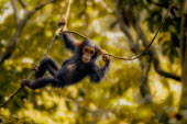 Juvenile chimpanzee hanging from branches chimpanzee,chimpanzees,chimp,chimps,ape,great ape,apes,great apes,Africa,forest,forests,rainforest,hominidae,hominids,hominid,primate,primates,baby,juvenile,child,young,cute,arboreal,Pan troglodytes,C