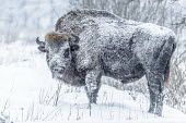 A male European bison covered in snow herbivores,herbivore,vertebrate,vertebrates,fur,mammal,mammals,terrestrial,bison,cattle,ungulate,bovine,snow,cold,winter,Poland,Europe,horns,horned,coat,frozen,European bison,Bison bonasus,Chordates,C