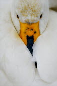 Portrait of a swan wrapped in its wings swan,swans,Animalia,Chordata,Aves,Anseriformes,Anatidae,Cygnus,bird,birds,birdlife,avian,wings,feathers,bill,waterfowl,ponds,lakes,pond,lake,close up,face,white,Whooper swan,Cygnus cygnus,Waterfowl,Ch