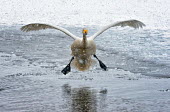 A swan coming to land on a partially frozen lake swan,swans,Animalia,Chordata,Aves,Anseriformes,Anatidae,Cygnus,bird,birds,birdlife,avian,wings,feathers,bill,waterfowl,ponds,lakes,pond,lake,wing,wingspan,flight,flying,fly,in-flight,landing,motion,ac