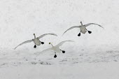 Swans flying through the snow swan,swans,Animalia,Chordata,Aves,Anseriformes,Anatidae,Cygnus,bird,birds,birdlife,avian,wings,feathers,bill,waterfowl,ponds,lakes,pond,lake,wing,wingspan,flight,flying,fly,in-flight,take off,motion,a