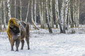 Bison standing in the snow at the edge of a woodland herbivores,herbivore,vertebrate,vertebrates,fur,mammal,mammals,terrestrial,bison,cattle,ungulate,bovine,snow,cold,winter,woodland,forest,forests,Poland,Europe,horns,horned,coat,frozen,European bison,B