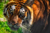 Portrait of a tiger looking at the camera tigers,mammal,mammals,vertebrate,vertebrates,terrestrial,fur,cat,cats,feline,felidae,predator,carnivore,apex,close up,shallow focus,face,stripy,eyes,whiskers,looking at camera,big cats,Tiger,Panthera