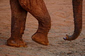 Feet and trunk of an African elephant mastodon,mastodons,mammoth,mammoths,elephant,elephants,trunk,trunks,herbivores,herbivore,vertebrate,mammal,mammals,terrestrial,Africa,African,savanna,savannah,safari,feet,toes,limbs,limb,African eleph
