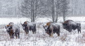 Four European bison stood in a snow covered field herbivores,herbivore,vertebrate,vertebrates,fur,mammal,mammals,terrestrial,bison,cattle,ungulate,bovine,snow,cold,winter,Poland,Europe,horns,horned,coat,frozen,herd,woodland,habitat,graze,grazing,Euro