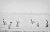 Swans in the snow swan,swans,Animalia,Chordata,Aves,Anseriformes,Anatidae,Cygnus,bird,birds,birdlife,avian,wings,feathers,bill,waterfowl,ponds,lakes,pond,lake,snow,winter,ice,frozen,freeze,freezing,chill,cold,white,wea