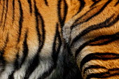 The striped fur of a tiger tigers,coat,fur,cat,cats,feline,felidae,close up,orange,stripy,pattern,patterned,camouflage,big cats,Tiger,Panthera tigris,Carnivores,Carnivora,Mammalia,Mammals,Chordates,Chordata,Felidae,Cats,Tigre,P