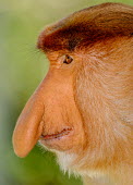 Portrait of a male proboscis monkey showing its enlarged nose monkey,monkeys,primate,primates,mammal,mammals,vertebrate,vertebrates,Asia,Asian,nose,proboscis,face,male,close up,shallow focus,green background,Proboscis monkey,Nasalis larvatus,Mammalia,Mammals,Old