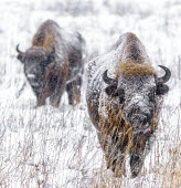 European bison grazing in snow herbivores,herbivore,vertebrate,vertebrates,fur,mammal,mammals,terrestrial,bison,cattle,ungulate,bovine,snow,cold,winter,Poland,Europe,horns,horned,coat,frozen,habitat,graze,grazing,European bison,Bis