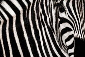 Close up of the side of a zebra zebra,Animalia,Chordata,Mammalia,Perissodactyla,Equidae,Equus,striped,stripes,herbivores,herbivore,vertebrate,mammal,mammals,terrestrial,Africa,African,savanna,savannah,safari,wild horse,horse,horses,