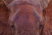 Close up of the forehead of an African elephant mastodon,mastodons,mammoth,mammoths,elephant,elephants,trunk,trunks,herbivores,herbivore,vertebrate,mammal,mammals,terrestrial,Africa,African,savanna,savannah,safari,close up,face,skin,mud,muddy,dirt,
