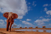 An African elephant marches past a water hole mastodon,mastodons,mammoth,mammoths,elephant,elephants,trunk,trunks,herbivores,herbivore,vertebrate,mammal,mammals,terrestrial,Africa,African,savanna,savannah,safari,ears,blue sky,watering hole,herd,s