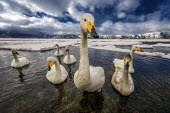 A bevy of swans on a partially frozen lake swan,swans,Animalia,Chordata,Aves,Anseriformes,Anatidae,Cygnus,bird,birds,birdlife,avian,wings,feathers,bill,waterfowl,ponds,lakes,pond,lake,white,snow,ice,cold,winter,frozen,freeze,freezing,action,mo