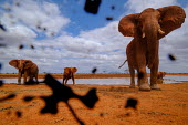 African elephant look suspiciously at the muddy camera mastodon,mastodons,mammoth,mammoths,elephant,elephants,trunk,trunks,herbivores,herbivore,vertebrate,mammal,mammals,terrestrial,Africa,African,savanna,savannah,safari,ears,blue sky,watering hole,herd,m