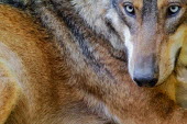 Close up of a red wolf predator,carnivore,canine,wolf,wolves,hunter,canidae,canis,dog,eyes,blue eyes,fur,coat,close up,dogs,wild dogs,Red wolf,Canis rufus,Chordates,Chordata,Dog, Coyote, Wolf, Fox,Canidae,Mammalia,Mammals,C