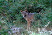 A red wolf emerging from the bushes predator,carnivore,canine,wolf,wolves,hunter,canidae,canis,dog,looking at camera,eyes,shrub,vegetation,foliage,dogs,wild dogs,Red wolf,Canis rufus,Chordates,Chordata,Dog, Coyote, Wolf, Fox,Canidae,Mam
