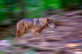 red wolf in motion predator,carnivore,canine,wolf,wolves,hunter,canidae,canis,dog,forest,forests,motion,action,movement,artistic,arty,Red wolf,Canis rufus,Chordates,Chordata,Dog, Coyote, Wolf, Fox,Canidae,Mammalia,Mamma