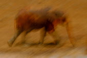 African elephant in motion mastodon,mastodons,mammoth,mammoths,elephant,elephants,trunk,trunks,herbivores,herbivore,vertebrate,mammal,mammals,terrestrial,Africa,African,savanna,savannah,safari,action,motion,walking,running,art,
