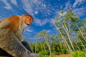 A male proboscis monkey sitting on the floor at the edge of a forest monkey,monkeys,primate,primates,mammal,mammals,vertebrate,vertebrates,Asia,Asian,nose,proboscis,face,male,forest,rainforest,blue sky,sky,clouds,landscape,habitat,Proboscis monkey,Nasalis larvatus,Mamm