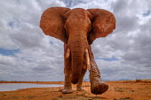 A muddy African elephant walking toward the camera mastodon,mastodons,mammoth,mammoths,elephant,elephants,trunk,trunks,herbivores,herbivore,vertebrate,mammal,mammals,terrestrial,Africa,African,savanna,savannah,safari,ears,tusk,tusks,sky,clouds,landsca