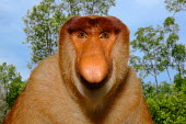 Portrait of a male proboscis monkey showing its enlarged nose monkey,monkeys,primate,primates,mammal,mammals,vertebrate,vertebrates,Asia,Asian,nose,proboscis,face,male,forest,rainforest,close up,shallow focus,habitat,sky,Proboscis monkey,Nasalis larvatus,Mammali