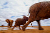 African elephant in motion leaving a water hole mastodon,mastodons,mammoth,mammoths,elephant,elephants,trunk,trunks,herbivores,herbivore,vertebrate,mammal,mammals,terrestrial,Africa,African,savanna,savannah,safari,action,motion,walking,running,move
