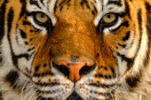 Close up portrait of a tiger tigers,mammal,mammals,vertebrate,vertebrates,terrestrial,fur,cat,cats,feline,felidae,predator,carnivore,apex,close up,shallow focus,face,stripy,eyes,whiskers,looking at camera,big cats,Tiger,Panthera