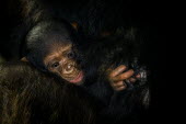 Close up of a baby chimpanzee clinging to its mother chimpanzee,chimpanzees,chimp,chimps,ape,great ape,apes,great apes,Africa,forest,forests,rainforest,hominidae,hominids,hominid,primate,primates,young,cute,baby,juvenile,child,close up,nipple,breast,mot