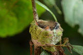 Hummingbird chicks in their snug nest hummingbird nest,bird nest,hummingbird,hummingbirds,nest,nesting,roost,roosting,home,house,habitat,shelter,cosy,sleep,sleeping,young,juvenile,chick,baby,bird,birds,birdlife,avian,Animalia,Chordata,Ave