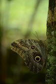 A pale owl butterfly side on showing the underside of its wings. Ceres Wan Kam pale owl butterfly,owl butterfly,butterfly,butterflies,insect,insects,macro,close up,shallow focus,negative space,wing,wings,pattern,patterns,eye,eyes,defence,Animalia,Arthropoda,Insecta,Lepidoptera,Papilionoidea,Nymphalidae,Caligo,Caligo memnon,invertebrate,invertebrates