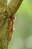 A large brightly coloured caterpillar crawling along a tree branch caterpillar,caterpillars,larvae,insect,insects,Animalia,Arthropoda,Insecta,Lepidoptera,macro,close up,shallow focus,negative space,multi-coloured,yellow,invertebrate,invertebrates,larval