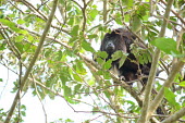 A Guatemalan black howler climbing through the canopy howler,howler monkey,monkey,monkeys,primate,primates,tree,arboreal,face,jungle,jungles,forest,forests,rainforest,canopy,Americas,Central America,Guatemalan black howler,Alouatta pigra,Primates,Mammali