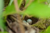 A bird nest with speckled blue eggs, in a tropical forest eggs,egg,bird egg,bird nest,bird,birds,nest,nesting,roost,roosting,home,house,habitat,shelter,cosy,sleep,sleeping,young,juvenile,chick,baby,birdlife,Animalia,Chordata,Aves