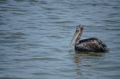 A brown pelican paddling on the surface of the water swimming,sea,coast,coastal,water,negative space,pelican,pelicans,bird,birds,birdlife,avian,aves,bill,seabird,sea bird,seabirds,sea birds,aquatic,aquatic birds,coastline,Brown pelican,Pelecanus occiden