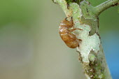 The exoskeleton of a cicada beetle having emerged from its nymph phase Animalia,Arthropoda,Insecta,Hemiptera,Cicadidae,Cicada,cicadas,husk,skin,insect,insects,bug,bugs,exoskeleton,remains,chitin,invertebrate,invertebrates