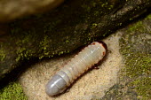 A close up of a grub Ceres Wan Kam grub,larvae,maggot,Colombia,South America,Americas,macro,close up,insect,insects,invertebrate,invertebrates