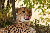 Cheetah under tree licking mouth cat,cats,feline,felidae,predator,carnivore,big cat,big cats,apex,vertebrate,mammal,mammals,terrestrial,Africa,African,savanna,savannah,safari,pattern,patterned,spots,looking at camera,relax,relaxing,r