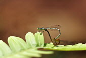 Two damselfly mating on a leaf damselfly,damselflies,insect,insects,invertebrate,invertebrates,Animalia,Arthropoda,Insecta,Odonata,Coenagrionidae,mating,mate,copulate,reproduction,reproduce,relationship,romance,love,leaf,negative s