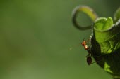 Ant climbing up a leaf ant,ants,insect,insects,invertebrate,invertebrates,Animalia,Arthropoda,Insecta,Hymenoptera,Formicidae,leaf,green background,macro,shallow focus,close up,negative space,mandible,mandibles,jaw,jaws